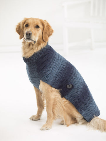 Golden retriever sitting, wearing navy ombre dog sweater.
