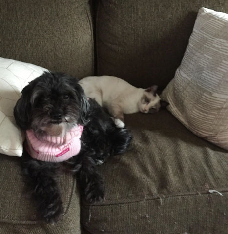 Gidget wearing a cute pink sweater, on couch with her cat-sibling, Olivia