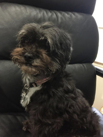 Dark brown Shih-Tzu/Yorkie mix, pink collar, sitting pretty in recliner