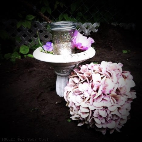 wet, fresh-turned soi. 6 in. white cement birdbath with glitter solar jar & flower petals within. Full hydrangea bloom on right-side ground. Evening gloaming.