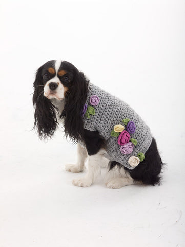 Cocker Spaniel wearing light gray sweater with crochet roses.