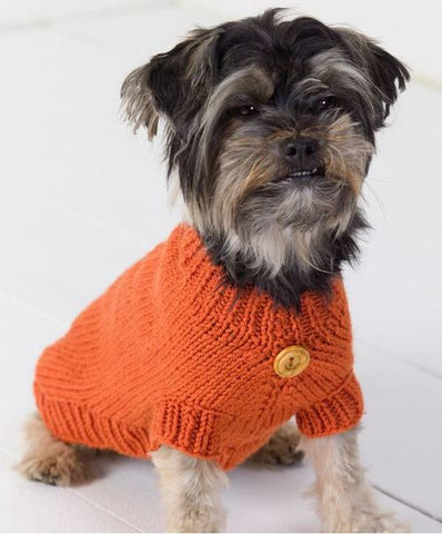 Yorkie wearing orange sweater with button in center.