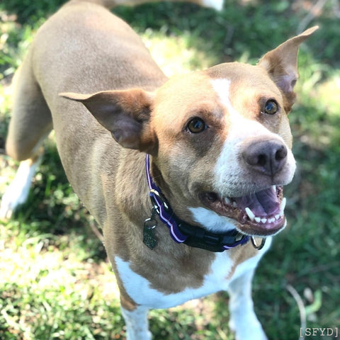 Ginger and white Heeler Mix outdoors, eagerly waiting for a ball.