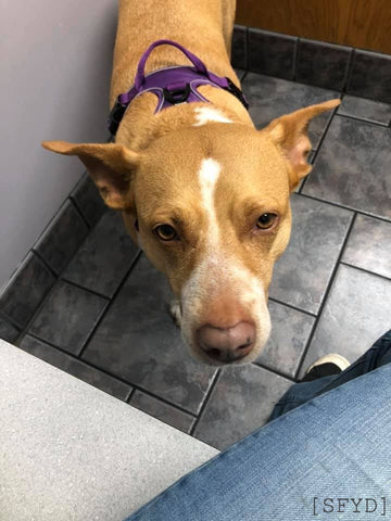 A not-happy ginger and white Heeler Mix standing in vet clinic room.