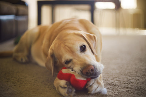 Golden Lab mix laying on floor, lazily chewing a toy.