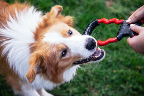 Long-haired Collie playing with owner; red and black tug toy.