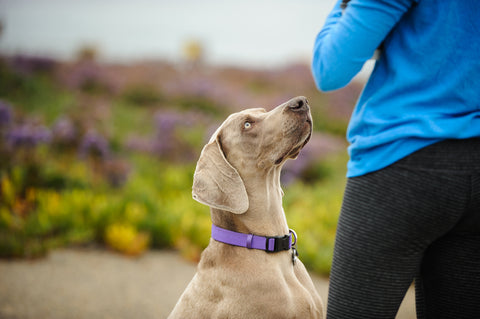 Pale brown Weimaraner, purple collar, sitting & looking up at female in black pants/blue workout jacket; blurred outdoor background.