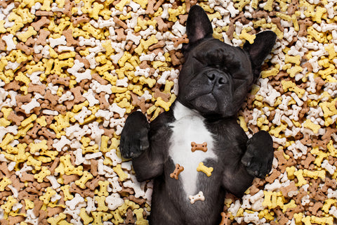 Black/white French Bulldog laying in a big pile of cookie-style dog treats.