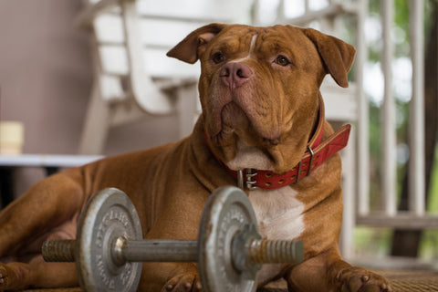 Ginger American Bully, red collar, laying next to barbell.