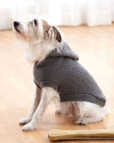 White Yorkie mix wearing a gray sweater with a hood.