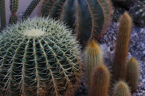 Buy cactus online