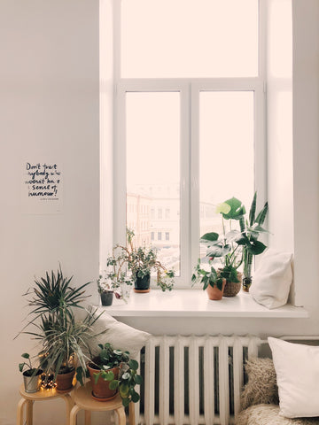 how houseplants can clean the air