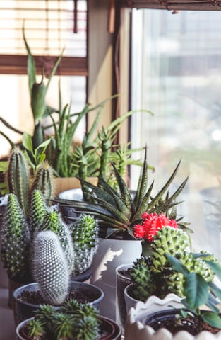 Buy succulents online