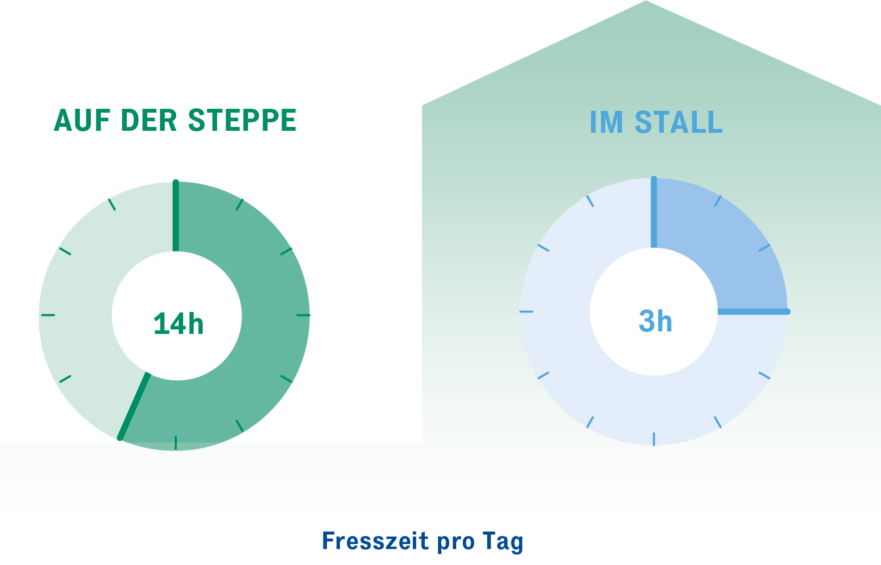 Ideale Fresszeit bei Pferden