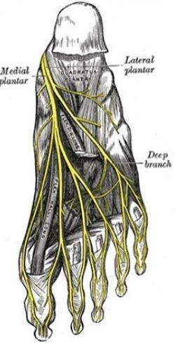 foot-nerves