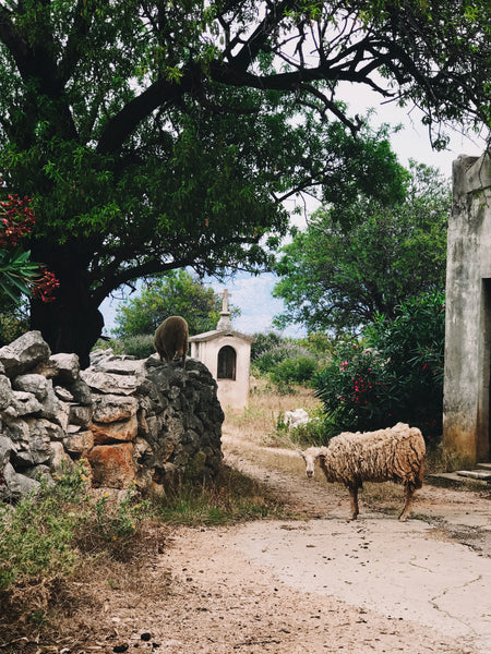 Sheep in town of Lun on Pag Island, Croatia