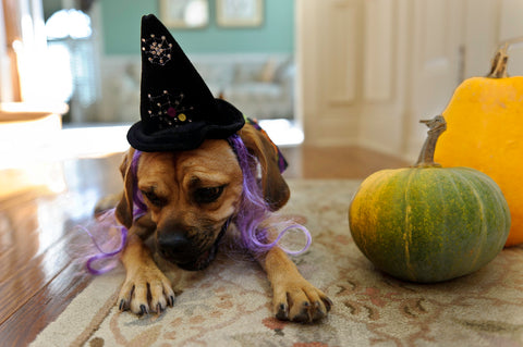 dog halloween pumpkin