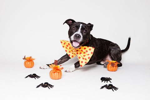 black dog halloween