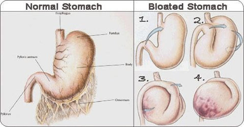 dog stomach