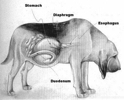 dog gastric disease 