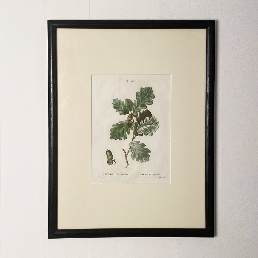 Oak Leaf Botanical. France Circa 19th Century