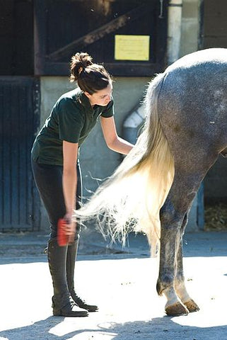 Girl brushing horse's tail