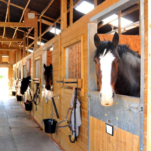 Horse looking at camera