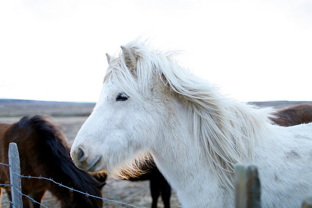Grainline Studio | Iceland | Icelandic Horses