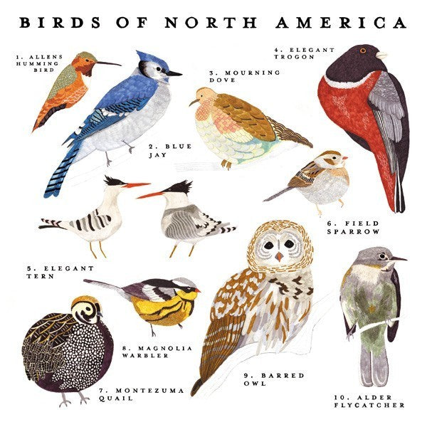 North American Birds and Tutorial Requests | Grainline Studio