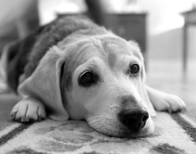Sandy the Beagle