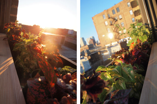 Window Box Oasis | Grainline Studio