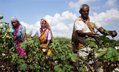 No Nasties Organic Cotton Clothing and Fairtrade India - Cotton Farmer