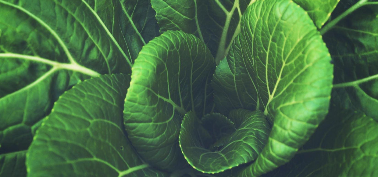 Produits biologiques : les listes « Dirty Dozen » et « Clean Fifteen » du EWG