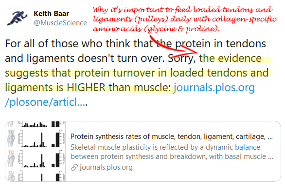 tendon protein turnover