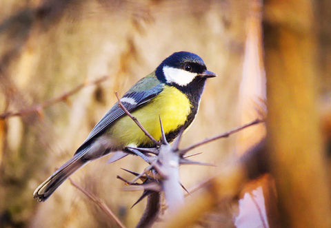 The UK great tit bird resting in the wild 