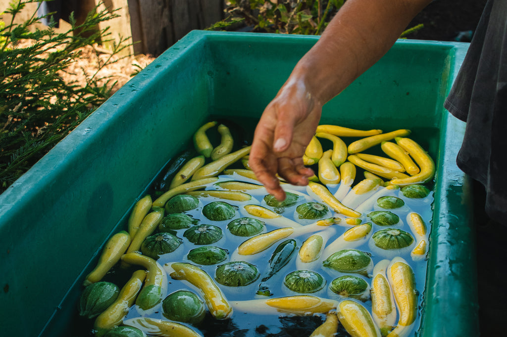 hand washing vegetables in a tub of water