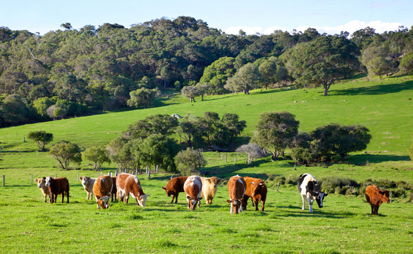 Australian Cattle Grazing in Grassy Aussie Pasture for Rawmate Muscle Meat Blog Article