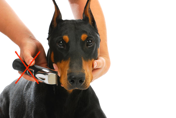Doberman being groomed by having whiskers clippered off face