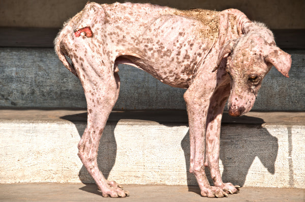An emaciated street dog that is possibly homeless and living on the street