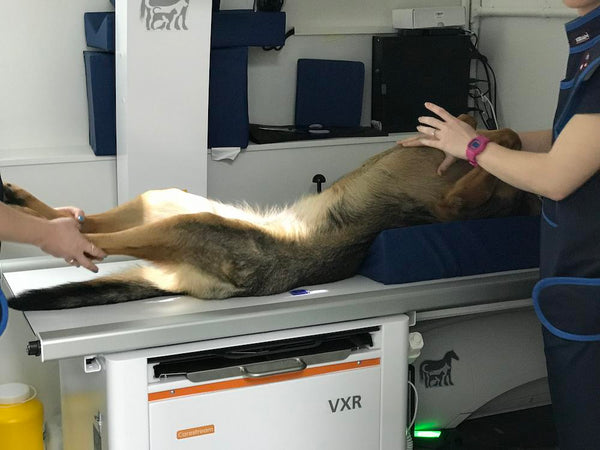 Karma German Shepherd having her hips and elbows xrayed in Brisbane 2018