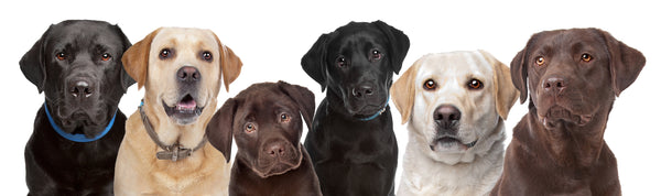 Six Labrador Retrievers in alternating colours looking at the camera