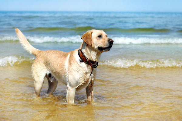 young male Labrador Retriever in the water on the beach