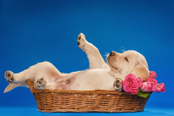 Young Yellow Labrador Retriever Puppy Dog laying on back in a basket with pink roses