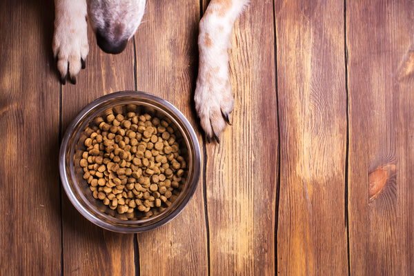 Top down bowl shot of kibble with a red heelers paws and muzzle looking at the dog food