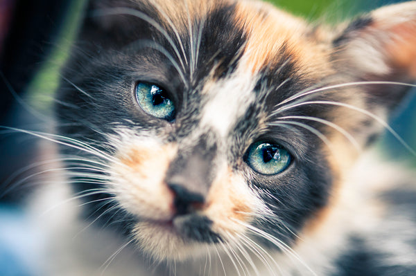 Beautiful big blue eyed cats white whiskers