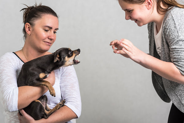 woman holding agressive small dog who has an attitude problem and baring teeth at another lady