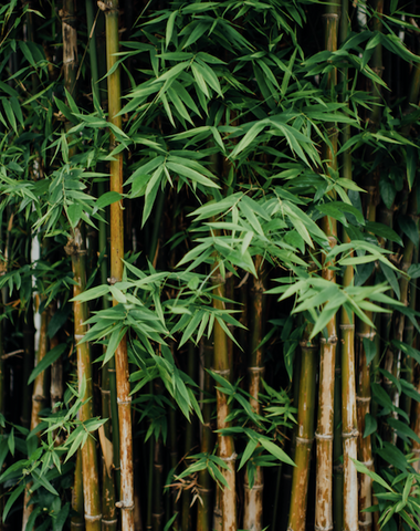 Bamboo Plant helps plastic free living 
