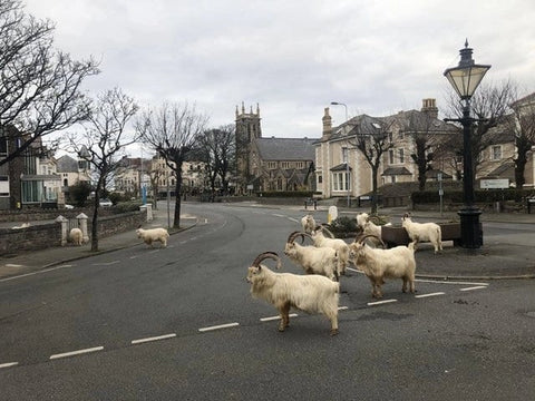 Goats in Trinity Square