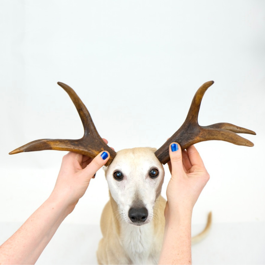 are antlers safe for dogs to eat