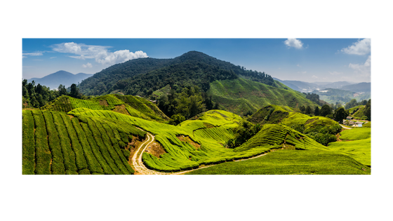 Making a difference with eco-friendly tea production 